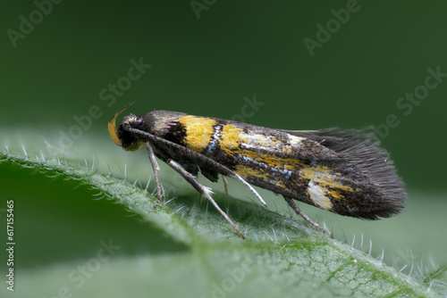 Breitflügelmotten - Schiffermuelleria schaefferella photo