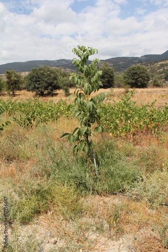 tree in the mountains