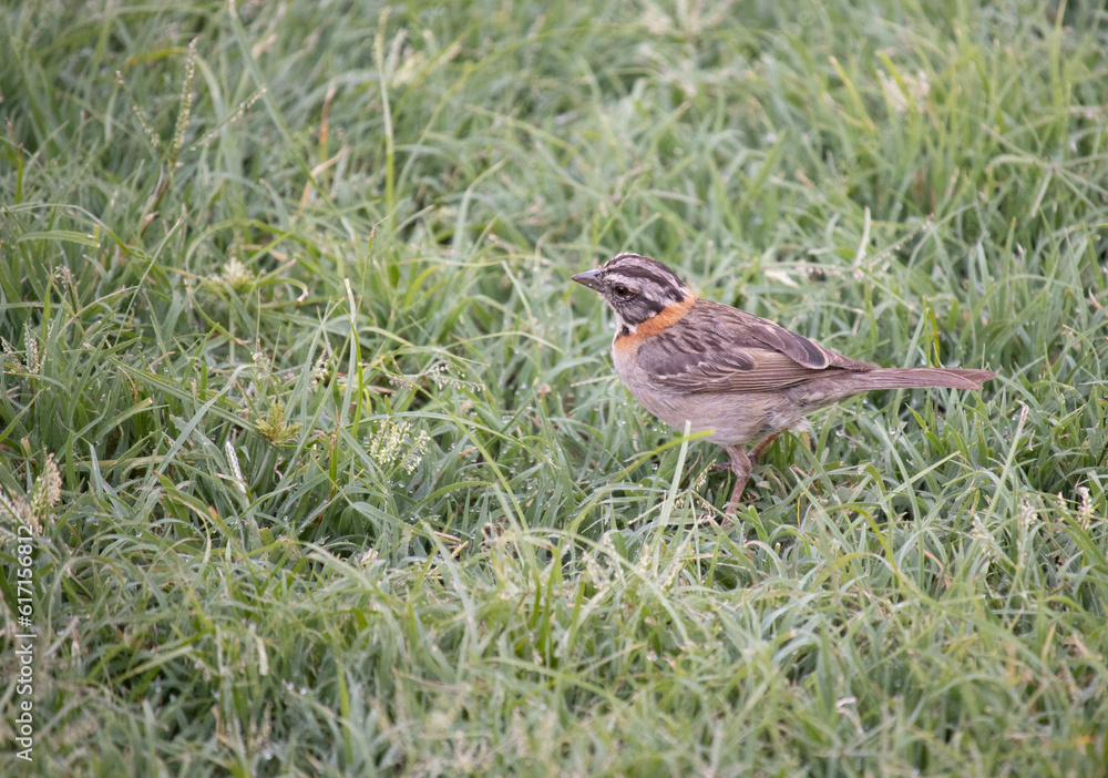 Rufous-collared sparrow - Chingolo - en las sierras de Córdoba Rufous-collared sparrow - Chingolo - en las sierras de Córdoba