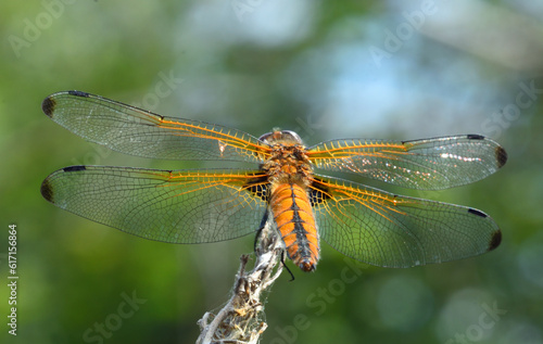 Scarce Caser Dragonfly Female close up  © harlequin9