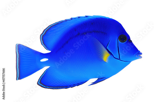 Sapphire Splash fish. Transparent background. generative AI © Tor Gilje