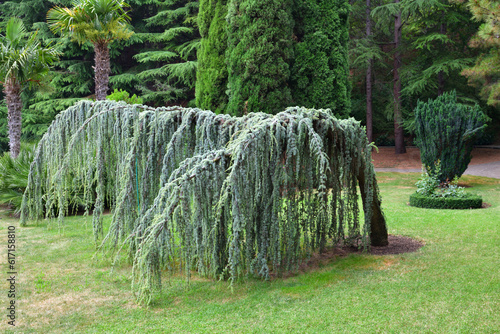 Fototapeta The Atlas blue weeping cedar and yew