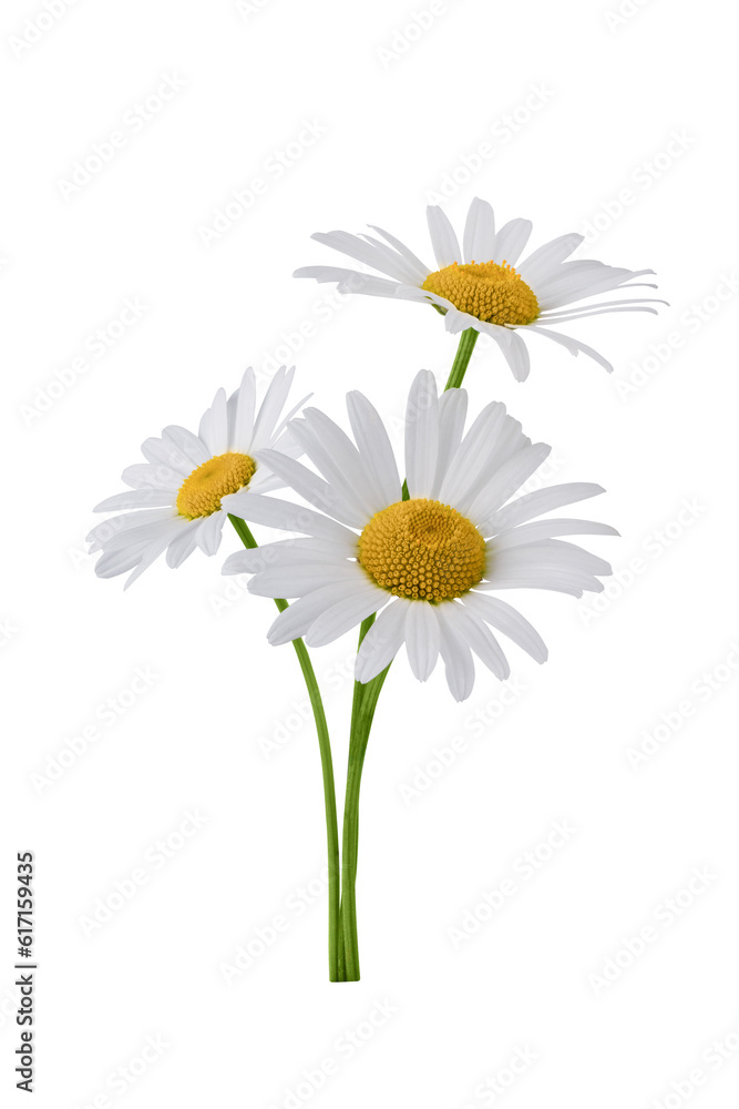 Chamomile flower bouquet isolated on transparent background. Daisy flower, medical plant. Chamomile flower for your design. - obrazy, fototapety, plakaty 