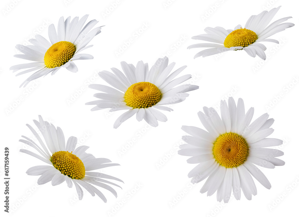 Set of Chamomile flower head isolated on transparent background. Daisy flower, medical plant. Chamomile flower as an element for your design. - obrazy, fototapety, plakaty 