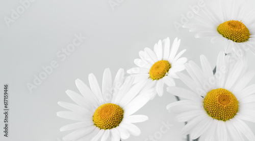 Chamomile flower on white background. Daisy flower  medical plant wallpaper. Chamomile flower background with copy space.