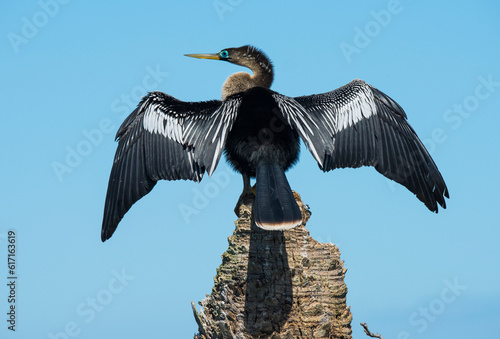 Photos Male Anhinga with breeding plumage