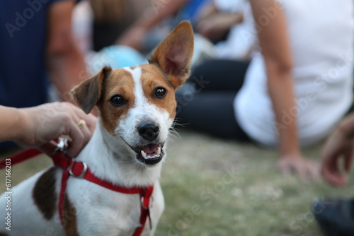 Jack russell terrier dog