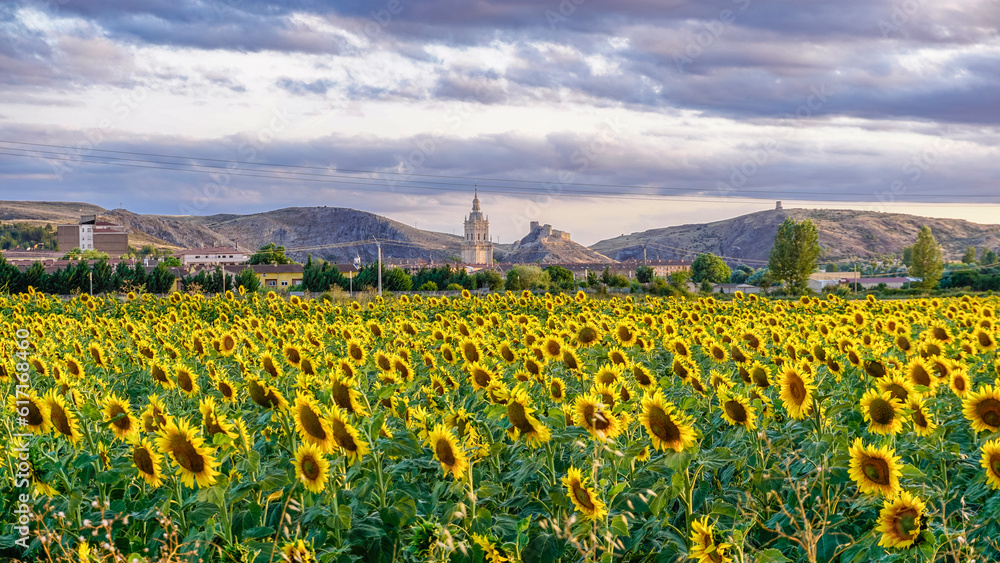 Panoramic view of a field of yellow sunflowers with a church in the background