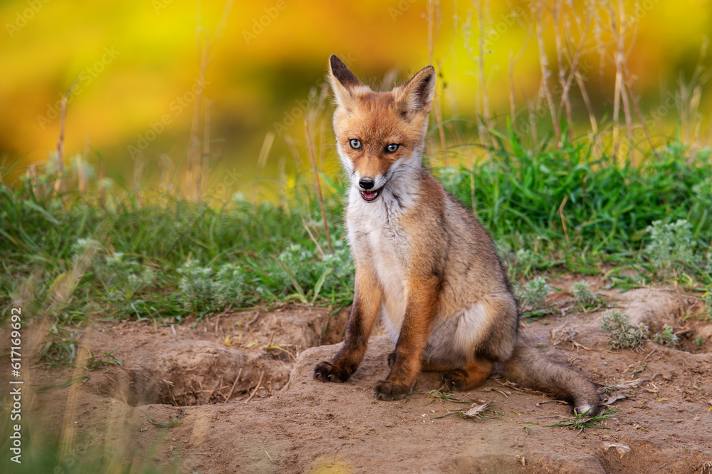 Portrait red fox Vulpes vulpes on a beautiful background