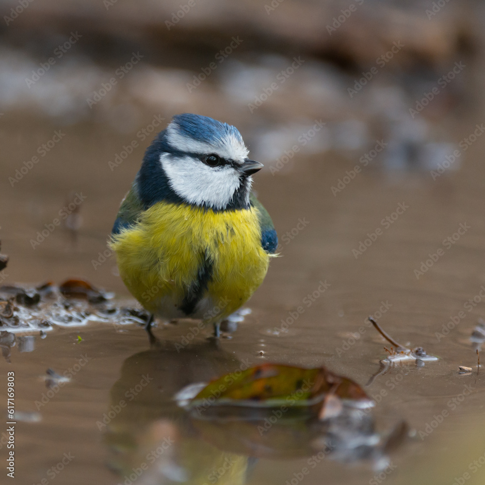 Blue tit Cyanides caeruleus stands in the water Blue tit Cyanides caeruleus stands in the water
