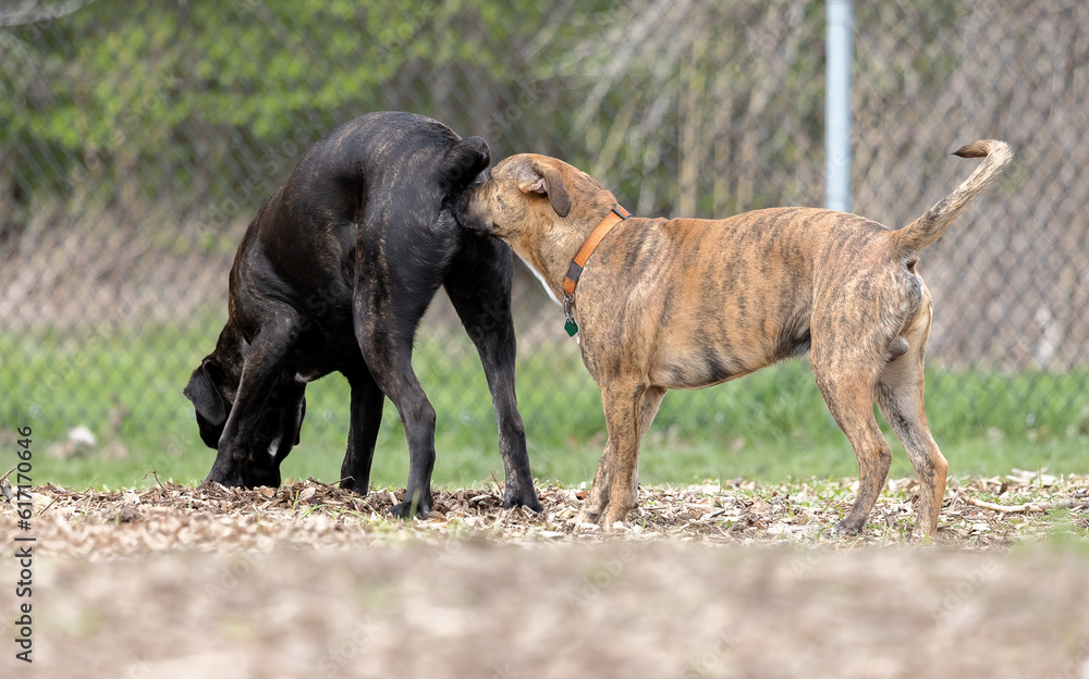 Cautionary Canine Encounters: Dogs Greeting with Vigilance at the Local Dog Park. Pet Photography. Cautionary Canine Encounters: Dogs Greeting with Vigilance at the Local Dog Park. Pet Photography.