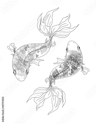 a pair of goldfish on a white background photo