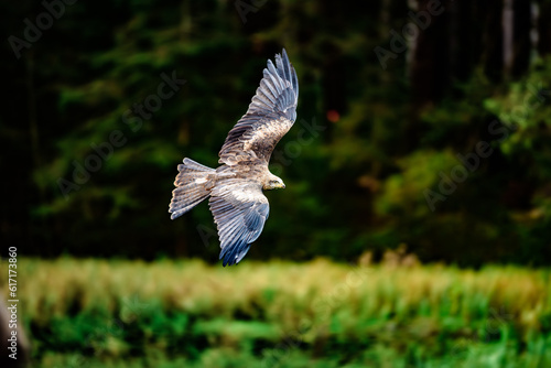 Birds of prey - Common Buzzard (Buteo buteo) © vaclav