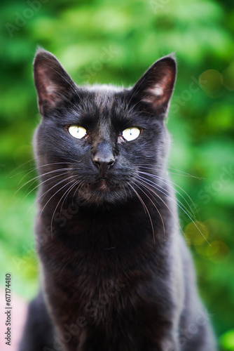 Portrait of black cat sitting outdoors 