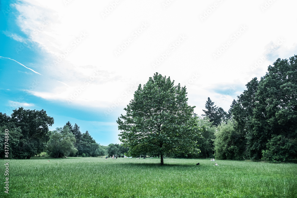 Fototapeta premium Trees in the park - people relaxing - Poland, Wroclaw, Park Grabiszynski,