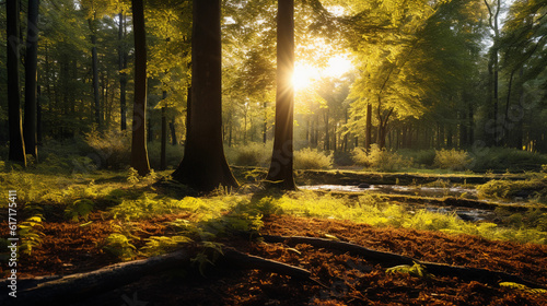 Hyper - realistic photograph of a tranquil forest during golden hour, rich autumn hues, sun beams piercing through the dense foliage