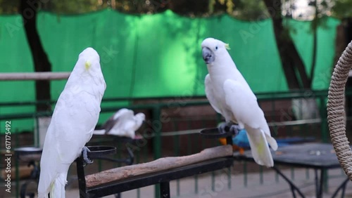 Pair of Sulpher crested cockatoo sitting on green screen. photo