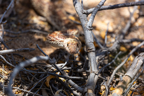 Sonoran gopher snake, Pituophis catenifer affinis, facing the camera, slithering through a mess of dead and broken tree branches on the ground in pursuit of a meal. Pima County, Tucson, Arizona, USA.