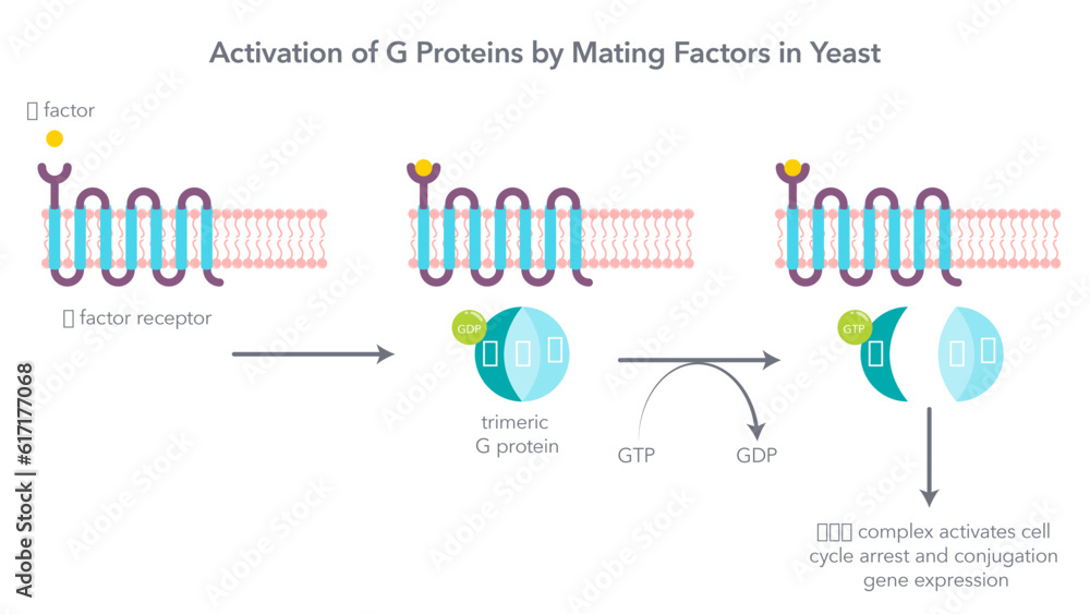 Activation of trimeric G proteins by mating factors in yeast vector illustration Activation of trimeric G proteins by mating factors in yeast vector illustration