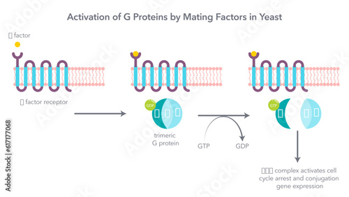 Activation of trimeric G proteins by mating factors in yeast vector illustration