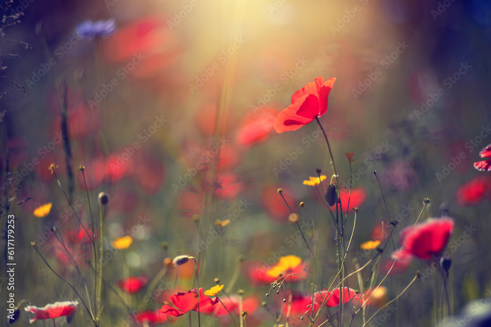 Fototapeta premium Czerwone kwiaty, maki na polanie, relaks i wypoczynek na łące