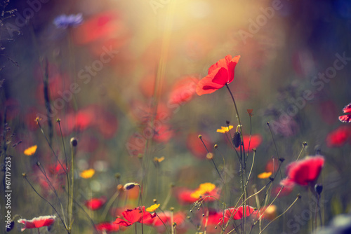 Czerwone kwiaty, maki na polanie, relaks i wypoczynek na łące