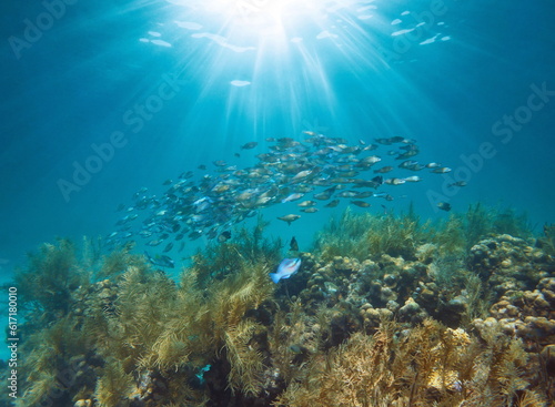 Sunlight underwater on a coral reef with a school of fish (striped parrotfish, Scarus iseri), Caribbean sea, Central America, Panama
