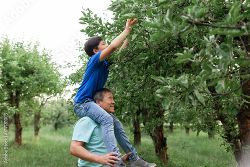 Obraz na plátně Asian old father and son picking ripe apples in the garden, Korean boy with elde