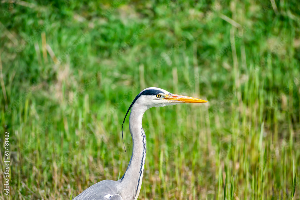 Gray Heron (ardea cinerea) close-up on a swamp in green marsh grass. A large water bird with a long neck, long legs and a large beak. Gray Heron (ardea cinerea) close-up on a swamp in green marsh grass. A large water bird with a long neck, long legs and a large beak.