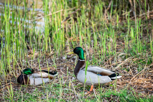 Two beautiful ducks with green feathers in the marsh sedge grass. Nature, birds and animals in Almere, the Netherlands.