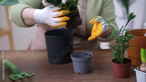 spring houseplant care gardener repots a plant . Watch the close-up of the root system as she transplants it into a new pot at home photo