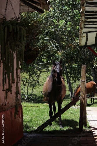 A day in the Colombian countryside