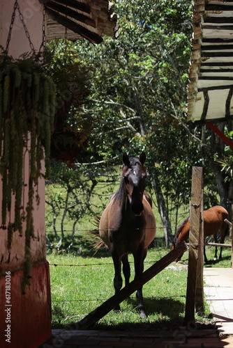 A day in the Colombian countryside