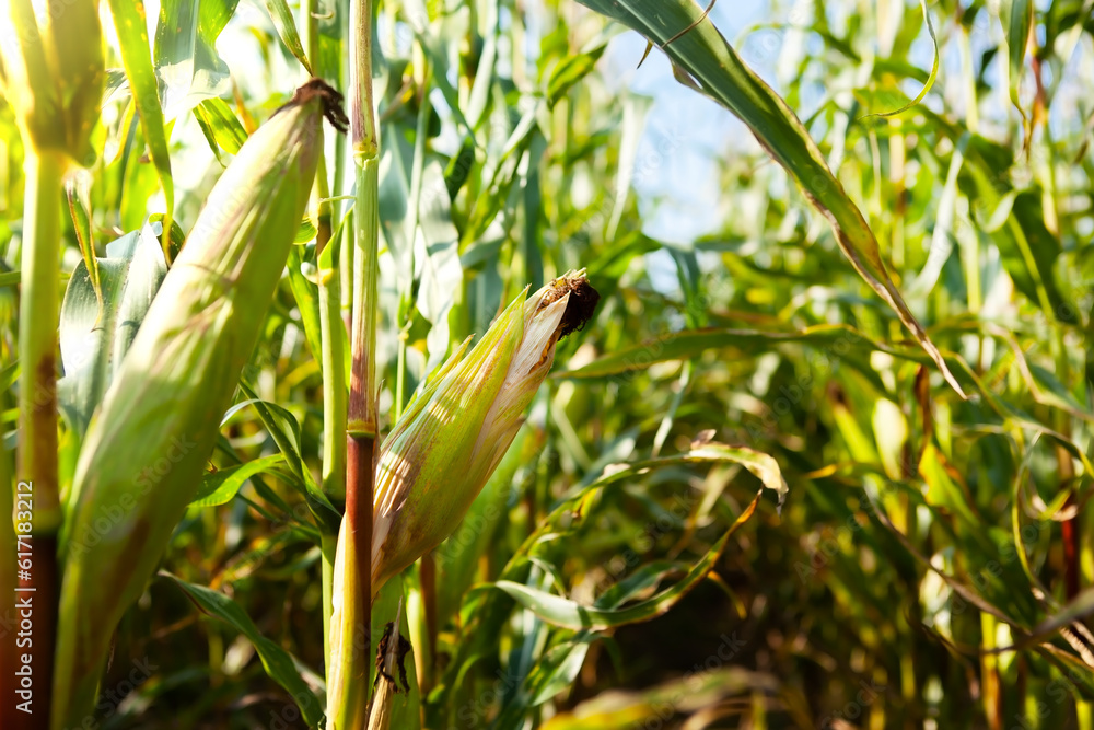 Corn field, with mature corn, ready for harvest. Dry time, problems of agriculture in a dry period. Rich harvest concept. Corn field, with mature corn, ready for harvest. Dry time, problems of agriculture in a dry period. Rich harvest concept.