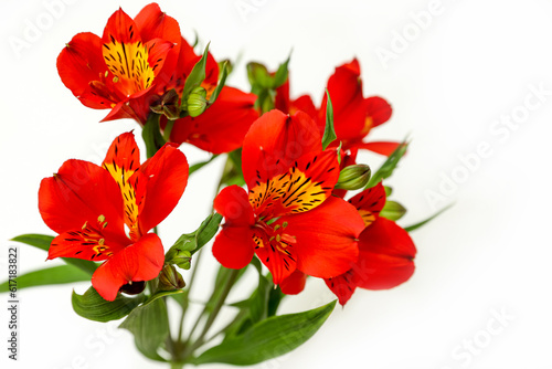 Red alstroemeria flowers bunch on a white background