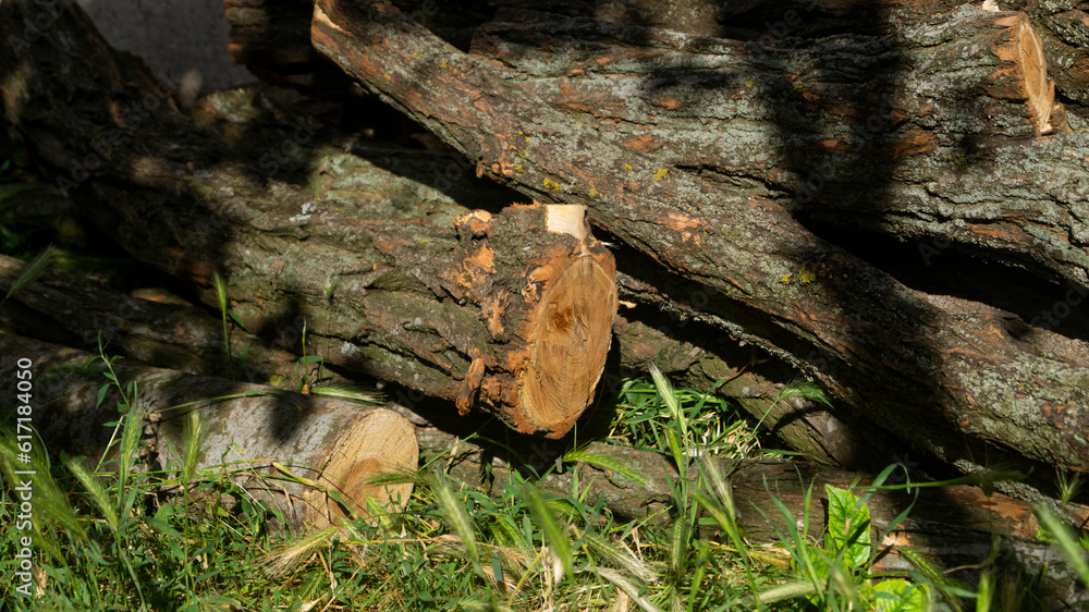 Wooden logs. Cut down trees. Wooden logs lie in the grass Wooden logs. Cut down trees. Wooden logs lie in the grass