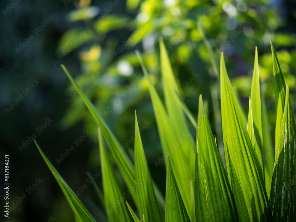 Obraz premium Tall green grass in a backyard for decoration purpose. Selective focus. Rich saturated color. Nobody. Beautiful nature shapes.