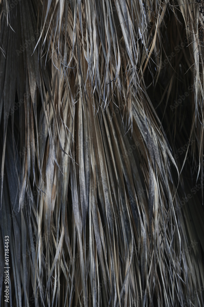 Dried palm leaves texture and background Dried palm leaves texture and background