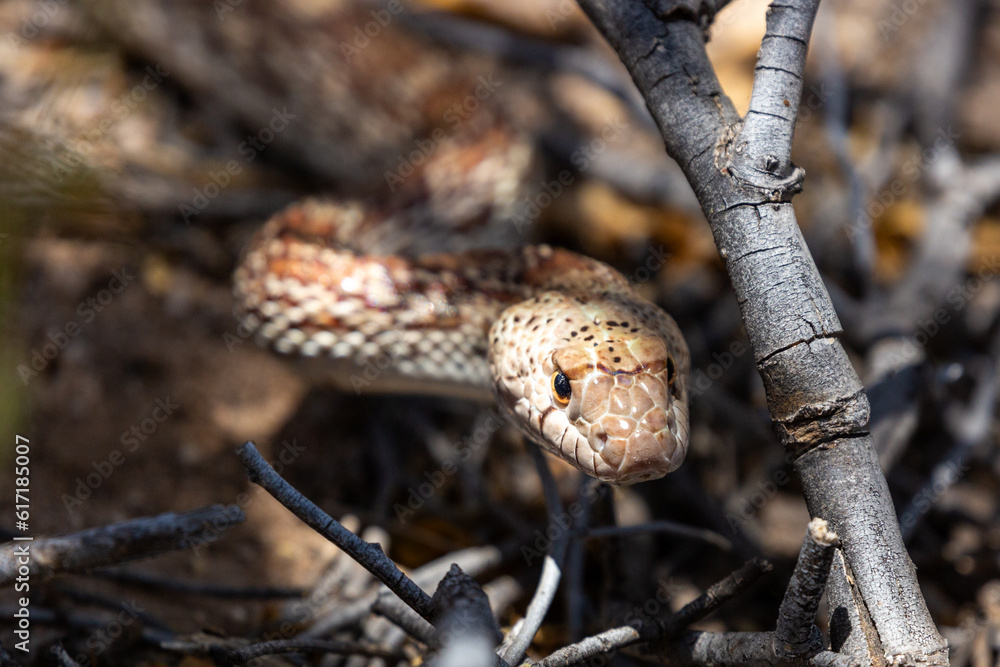 Sonoran gopher snake, Pituophis catenifer affinis, facing the camera, slithering through a mess of dead and broken tree branches on the ground in pursuit of a meal. Pima County, Tucson, Arizona, USA. Sonoran gopher snake, Pituophis catenifer affinis, facing the camera, slithering through a mess of dead and broken tree branches on the ground in pursuit of a meal. Pima County, Tucson, Arizona, USA.