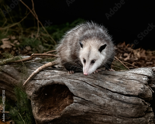 Obraz na plátne Opossum, Nature's Nocturnal Wonder: Didelphis virginiana - Stunning Adult Opossum Rests Serenely on a Log