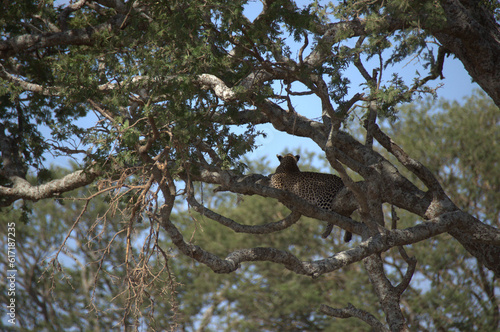 panthera pardus on a tree