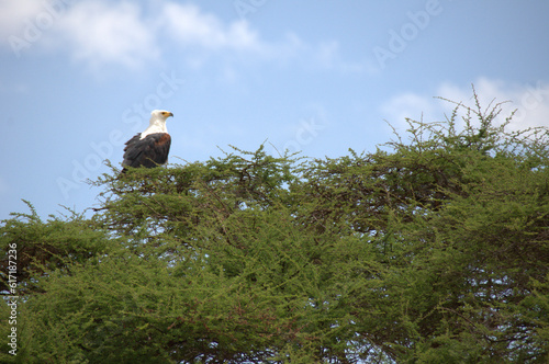 Haliaeetus vocifer