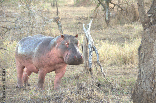 hippopotam in serengeti photo