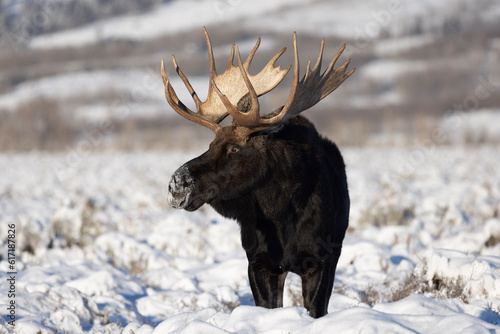 moose in winter