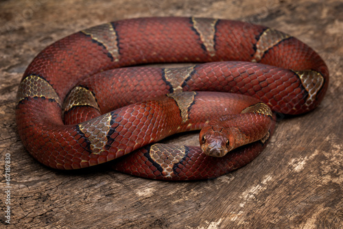 Oligodon albocinctus, also known as the light-barred kukri snake, is a species of colubrid snake. It is endemic to Asia.