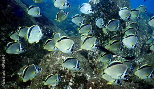 Принти на полотні Costa Rica Pacific sea life