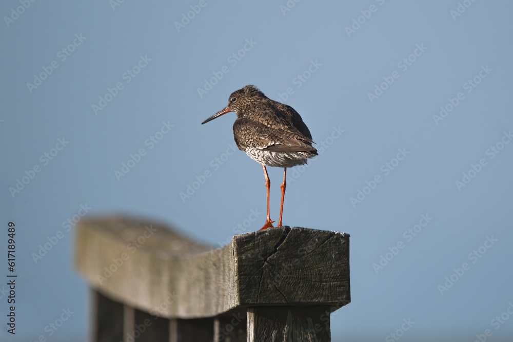 common redshank with orange legs stands on a wooden post common redshank with orange legs stands on a wooden post