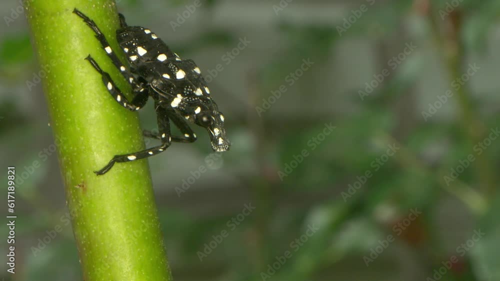 an invasive insect, the spotted lanternfly, seen here in its nymph ...