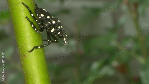 an invasive insect, the spotted lanternfly, seen here in its nymph stage with a dark black body and bright white spots, as it rests on a rose bush and leaves a sticky honeydew residue behind