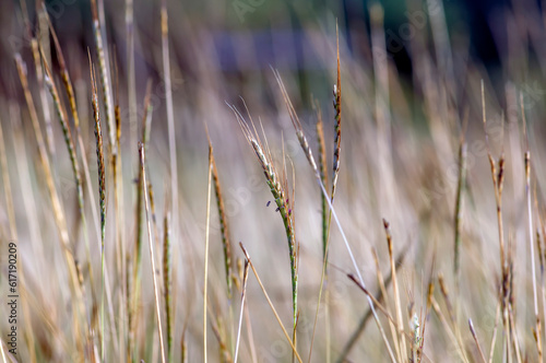 Golden grass  Chloris virgata  feather fingergrass  feathery Rhodes-grass  selected focus  for natural background and wallpaper